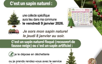 Collecte des sapins